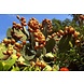 Arc en Sels Biologische Pure Cactusvijgolie • Elixer zonder parfum Arc en Sels Biologische Pure Cactusvijgolie • Elixer zonder parfum