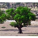 Arc en Sels Biologisch Serum van Argan- en Cactusvijgolie zonder parfum Arc en Sels Biologisch Serum van Argan- en Cactusvijgolie zonder parfum