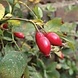 Arc en Sels Biologische Rozenbottelolie zonder parfum Arc en Sels Biologische Rozenbottelolie zonder parfum
