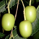 Arc en Sels Biologische parfumvrije Neem Olie Arc en Sels Biologische parfumvrije Neem Olie
