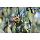 Arc en Sels Biologische Jojoba Olie Arc en Sels Biologische Jojoba Olie