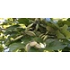 Arc en Sels Biologische Karanja Olie Arc en Sels Biologische Karanja Olie