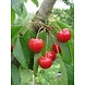 Arc en Sels Biologische Kersenpit Olie Arc en Sels Biologische Kersenpit Olie