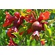Arc en Sels Biologische Granaatappel Olie Arc en Sels Biologische Granaatappel Olie