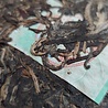Liming Early Spring Silver Hair (sheng) 2009 Liming Early Spring Silver Hair (sheng) 2009