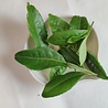 Rhine-Hesse Raw Tea 2022 Rhine-Hesse Raw Tea 2022