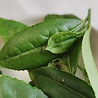 Rhine-Hesse Raw Tea 2022 Rhine-Hesse Raw Tea 2022
