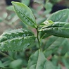 Rhine-Hesse Raw Tea 2022 Rhine-Hesse Raw Tea 2022