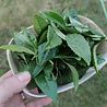 Rhine-Hesse Raw Tea 2022 Rhine-Hesse Raw Tea 2022