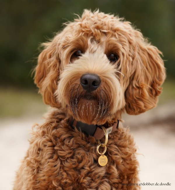 KAYA sieraden Hondenpenning met Naam | Kies je Symbool