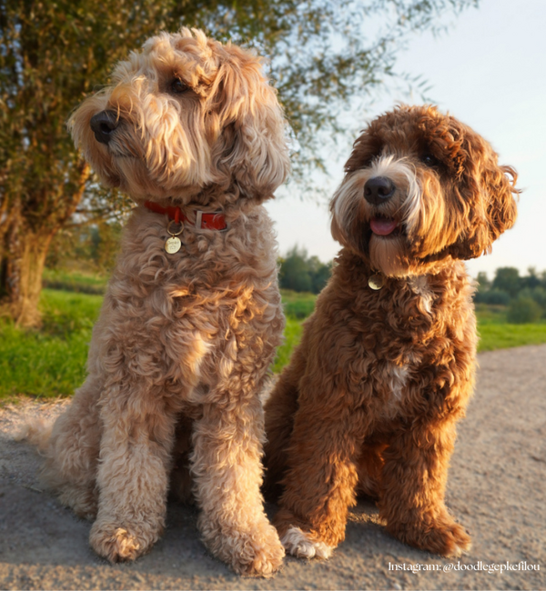 KAYA sieraden Hondenpenning met Naam en Telefoonnummer | Kies je Symbool