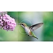 Benq BenQ MH733 Benq BenQ MH733