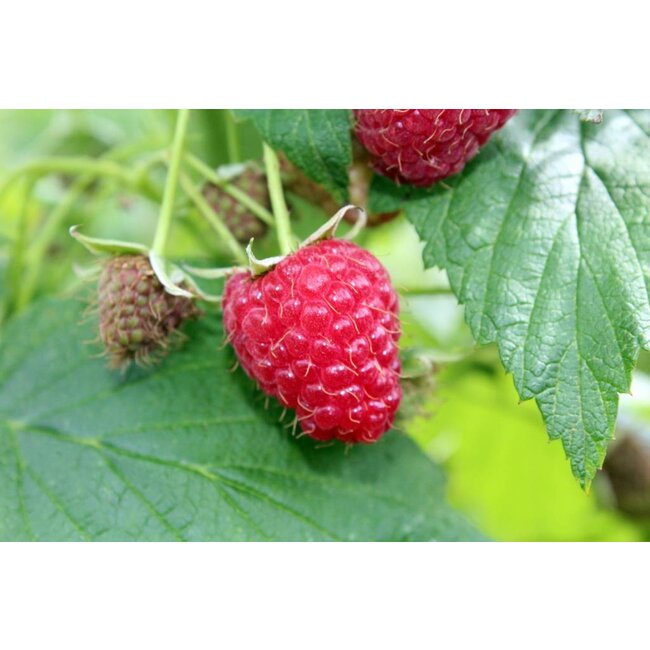 Frambozenpitolie (Himbeersamen) BIO 50 ml.