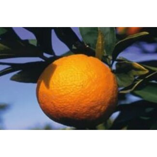Farfalla Bloed sinaasappel (Blutorange) BIO demeter 10 ml.