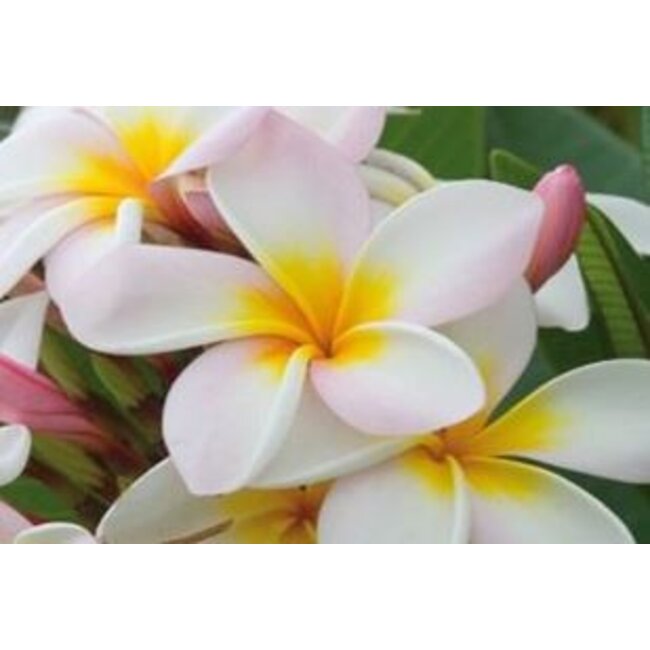 Farfalla Frangipani (Plumeria) Absolue 20% biologisch 5 ml.