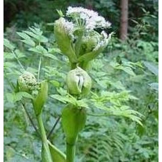 Farfalla Engelwortel (Angelica Archangelica) etherische olie biologisch Grand Cru 1.ml