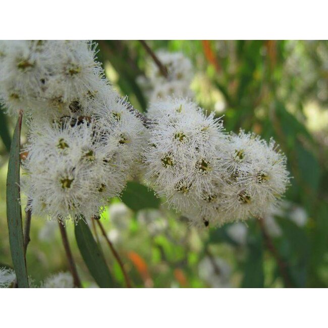 Farfalla Eucalyptus Radiata (Eukalyptus Radiata) BIO 5 ml.