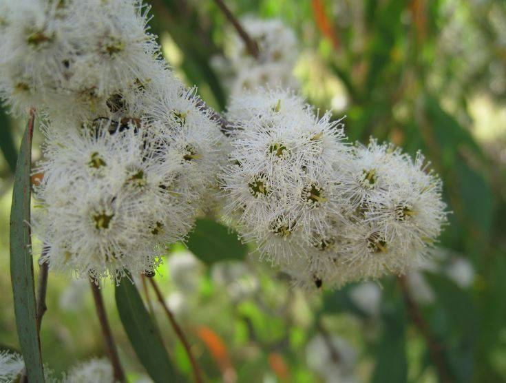 Farfalla Eucalyptus Radiata Biologisch 5 ml.