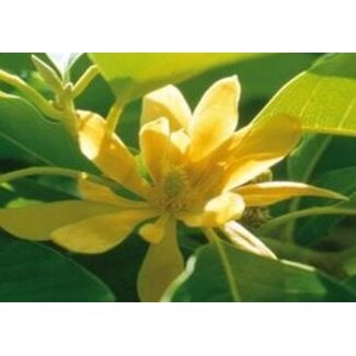 Farfalla Magnolia (Champaca) 10%, BIO, Abs., 5ml