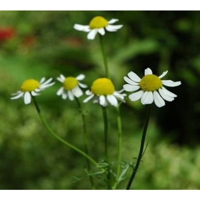 Farfalla Kamille blau, echte Kamille etherische olie BIO 3 ml.