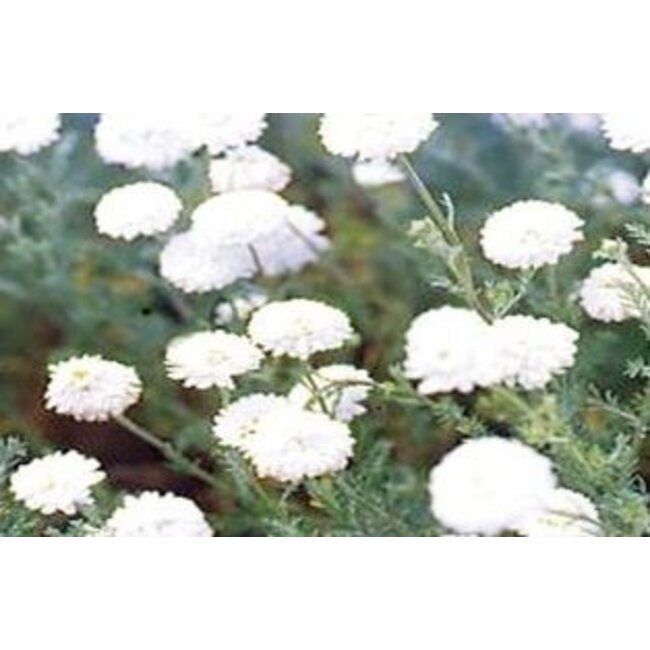 Farfalla Kamille,Roomse (Kamille Romisch) BIO 3 ml.