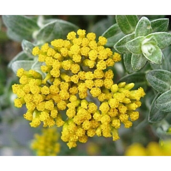 Farfalla Helichrysum (Strobloem-Immortelle) BIO 1 ml