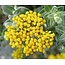 Farfalla Helichrysum (Strobloem-Immortelle) BIO 3 ml