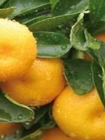 Farfalla Mandarijn Rood (Mandarine Rot) BIO Demeter 10 ml