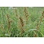 Farfalla Palmarosa etherische olie BIO 5 ml.