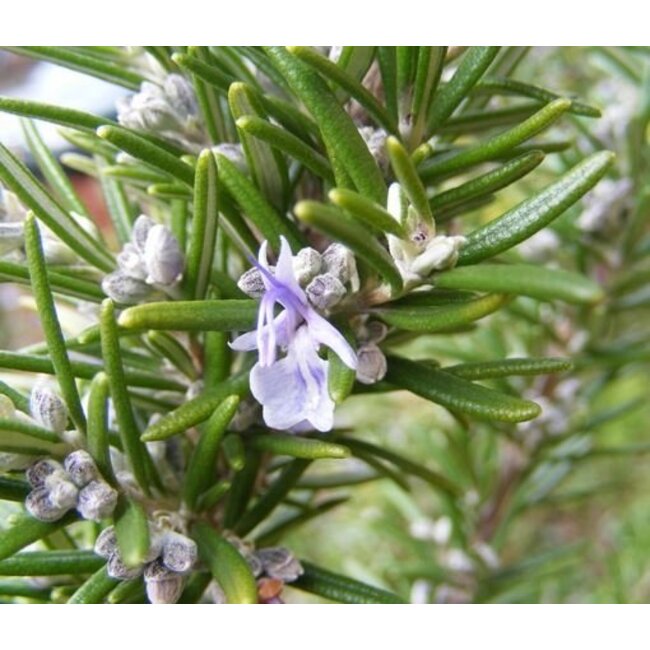 Farfalla Rozemarijn ct Verbenon  (Rosmarin Chemotyp Verbenon), BIO demeter 5 ml.