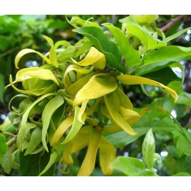 Farfalla Ylang Ylang Complet etherische olie BIO Grand Cru 5 ml.