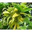 Farfalla Ylang Ylang Complet BIO Grand Cru 5 ml.