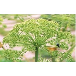 Farfalla Venkel ( Fenchel) zoet BIO Demeter 5 ml.