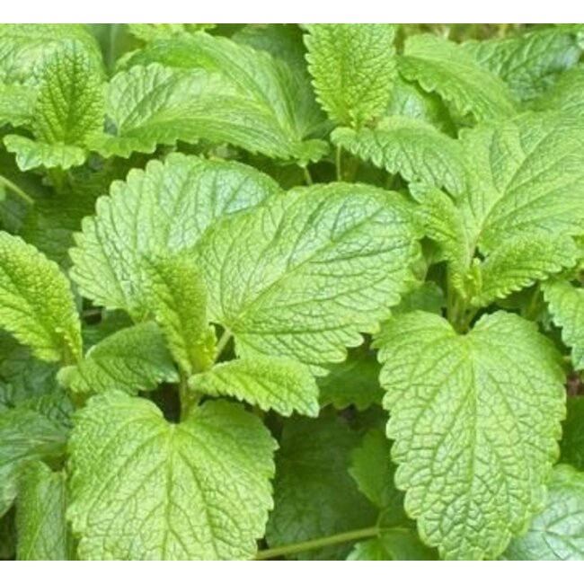 Farfalla Citroen melisse (melissen) hydrolaat BIO 75 ml.