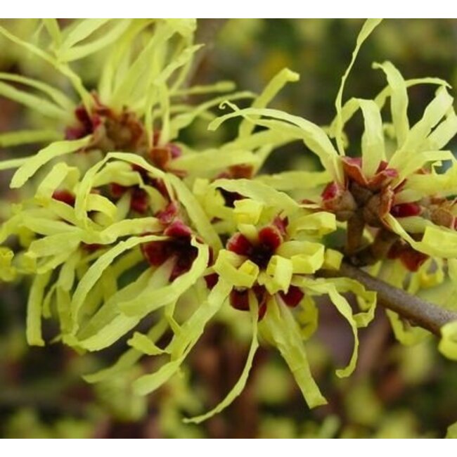 Farfalla Hamamelis hydrolaat BIO 75 ml.