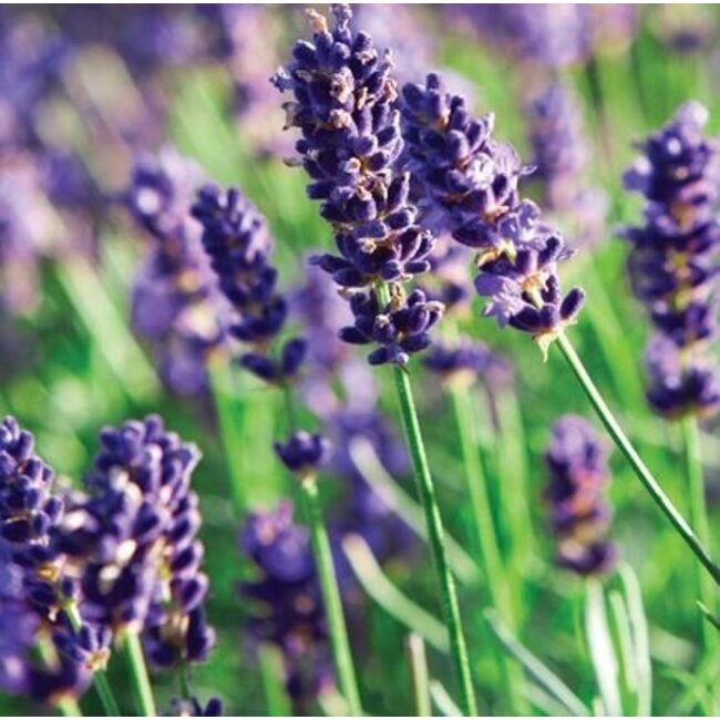 Farfalla Lavendelhydrolaat (Lavendelblütenwasser)  BIO