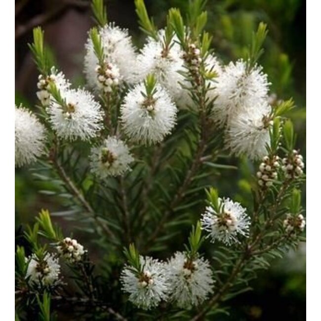 Farfalla Tea tree hydrolaat (teebaumwasser) BIO, 75 ml