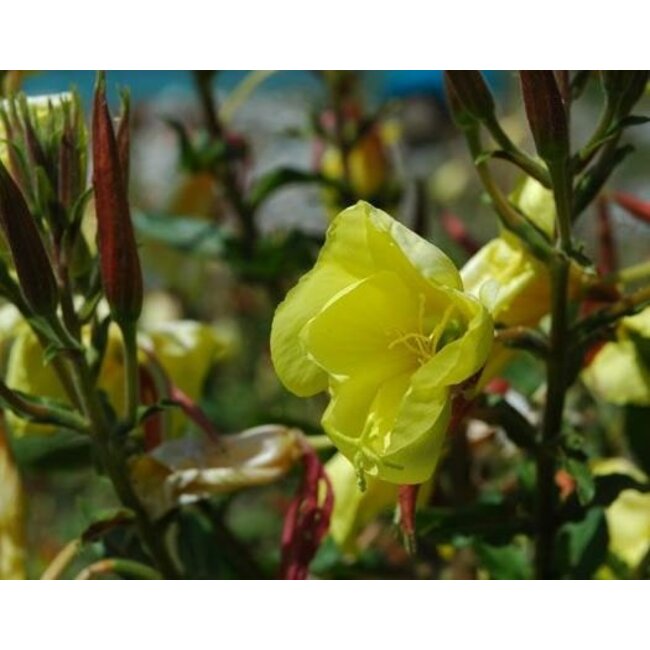 Farfalla Teunisbloemolie - BIO (Nachtkerzenol) 30 ml.