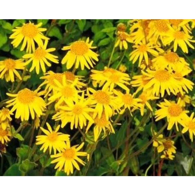 Arnica (Valkruid) bloemen 50 gram