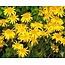 Arnica (Valkruid) bloemen 50 gram