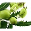 Neemolie (neemöl) koudgeperst biologisch, 100 ml.