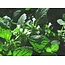 Farfalla Melisse (Citroenmelisse) etherische olie BIO 10%