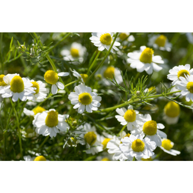 Farfalla Kamille hydrolaat bio 75  ml.