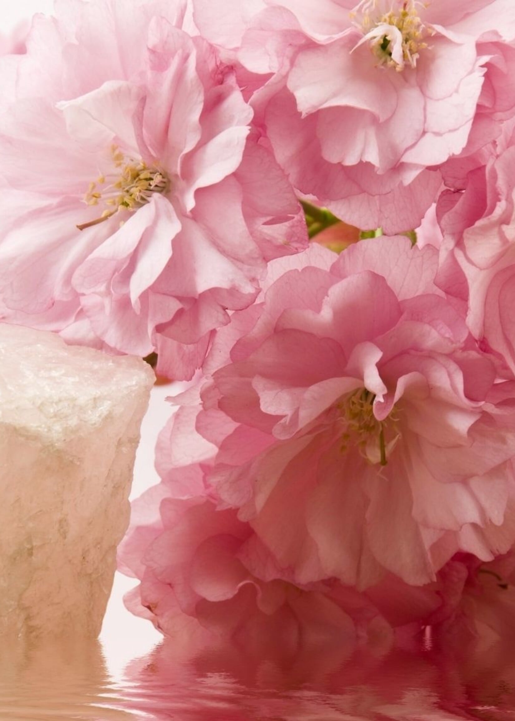 Anti stress Rose