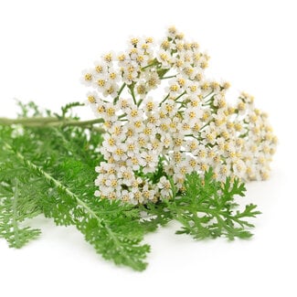 Duizendblad gesneden