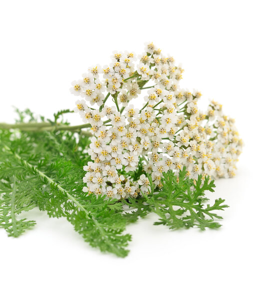 Duizendblad gesneden