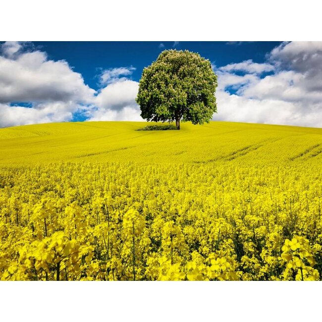 Koolzaadwas 100 % natuurlijk