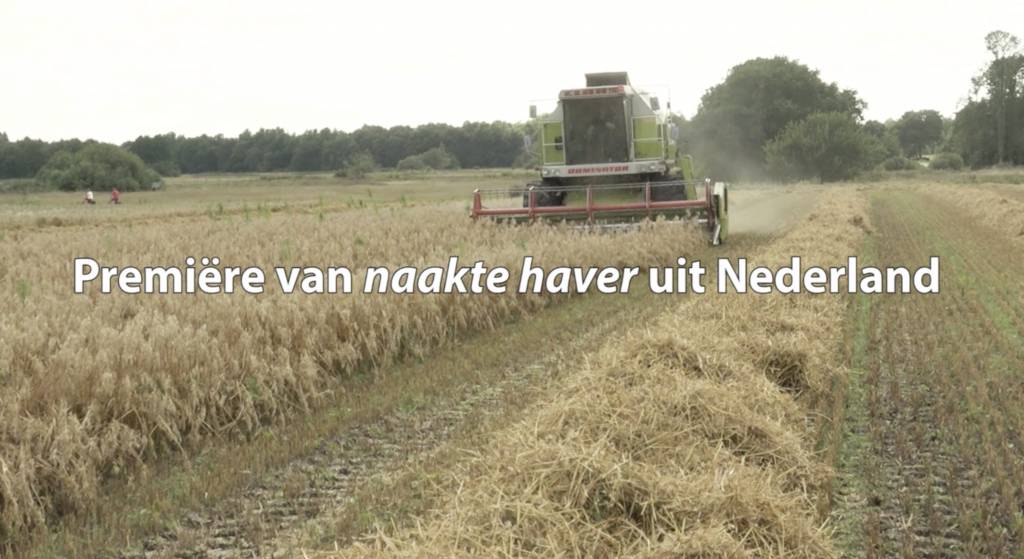 Eerste Naakte Haver à la Rineke van Nederlandse bodem