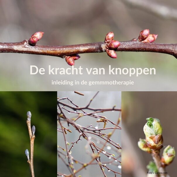 Rineke Dijkinga Inleiding in de gemmotherapie | 7 maart 2026