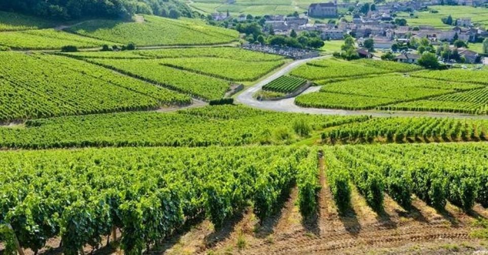 Wijngaarden Champagne op Werelderfgoedlijst geplaatst